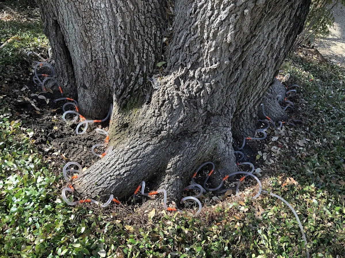 Detailed Tree Cabling and Bracing job site in Loup City